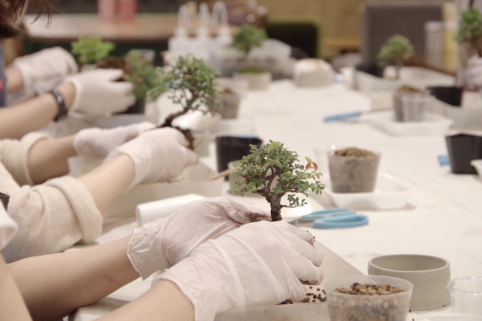 榊麻美さんの盆栽ワークショップを開催しました。